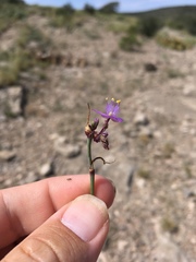 Tradescantia wrightii