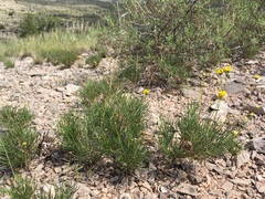 Thelesperma longipes