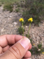 Thelesperma longipes