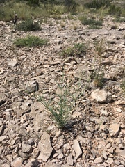 Cyphomeris gypsophiloides