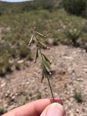 Cyphomeris gypsophiloides