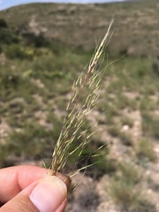 Muhlenbergia setifolia