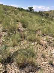 Muhlenbergia setifolia