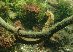 Hippocampus ingens
