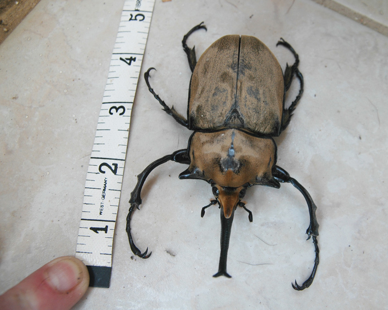 Occidental Elephant Beetle (Megasoma occidentale) · iNaturalist
