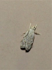 Helcystogramma chambersella