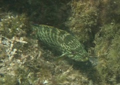 Epinephelus analogus