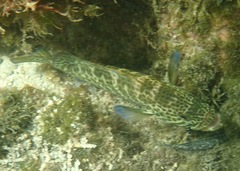 Epinephelus analogus