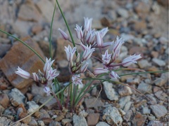 Allium macropetalum