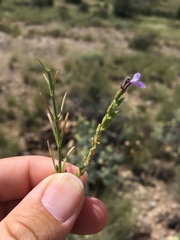 Verbena perennis