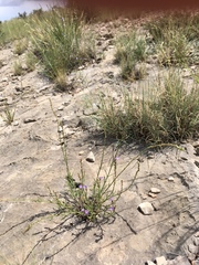 Verbena perennis