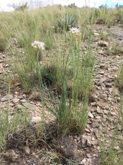 Allium kunthii