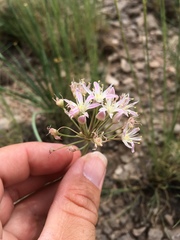 Allium kunthii