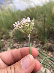 Allium kunthii