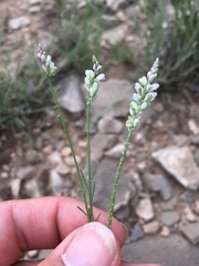 Polygala alba