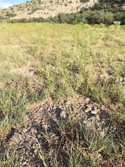 Gutierrezia sphaerocephala