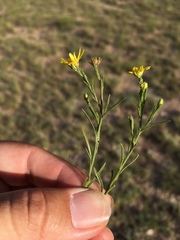 Gutierrezia sphaerocephala