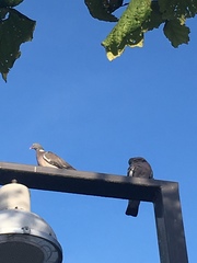 Columba palumbus