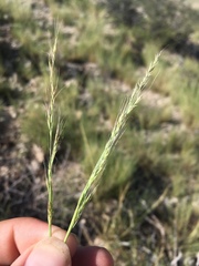 Muhlenbergia polycaulis