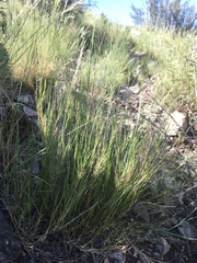 Muhlenbergia polycaulis