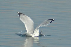 Larus argentatus smithsonianus