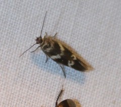 Scythris trivinctella