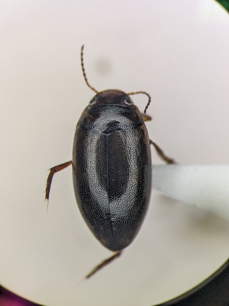 Hygrotus obscureplagiatus