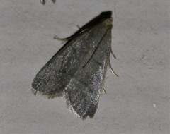 Hypsopygia nostralis