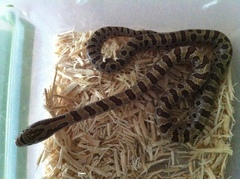 Lampropeltis calligaster