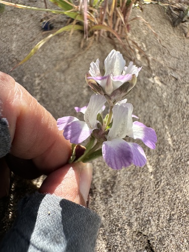 White Blue-eyed Mary (Collinsia bartsiifolia)