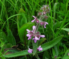 Stachys aspera