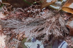 Microcladia borealis