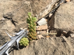 Sedum wrightii