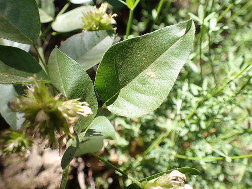 Image of forest scurfpea by (c) Cricket Raspet, some rights reserved (CC BY)