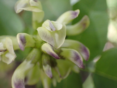 Image of forest scurfpea by (c) Cricket Raspet, some rights reserved (CC BY)