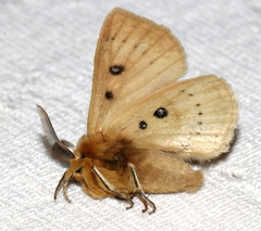 Anthela ocellata