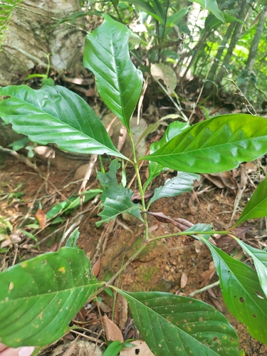 Aidia cochinchinensis iNat (1)