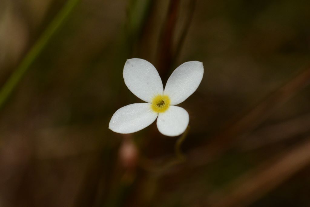 Mitrasacme subvolubilis
