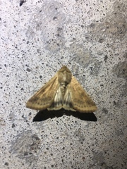 Heliothis