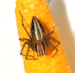 Oxyopes elegans