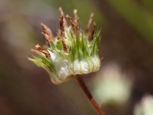 Image of Trifolium microdon by (c) Cricket Raspet, some rights reserved (CC BY)