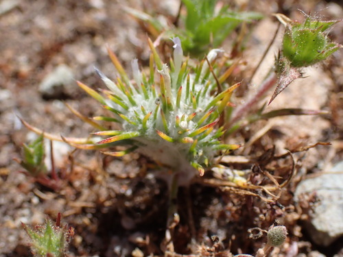 Image of Eriastrum abramsii by (c) Cricket Raspet, some rights reserved (CC BY)
