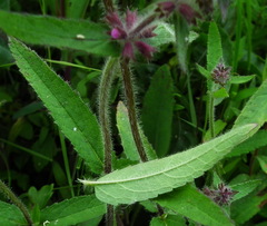 Stachys aspera