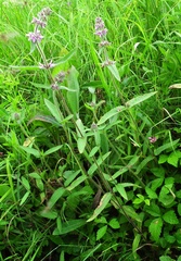 Stachys aspera