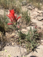 Castilleja integra