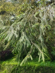 Picea morrisonicola