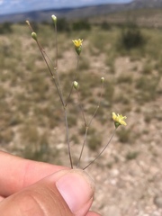 Eriogonum havardii