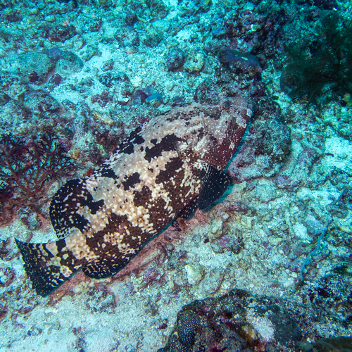 Flowery Rockcod (Epinephelus fuscoguttatus)