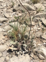 Eriogonum havardii