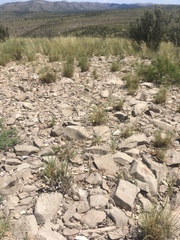 Eriogonum havardii
